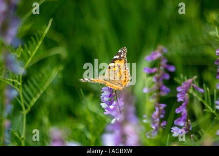 Gelben Schmetterling gemalt auf Frühling Blumen. Schönheit Makro in der Wiese Feld. Frische Wildflower Blüte Closeup in Bokeh. Fauna Flora und Fauna. Detail Stockfoto