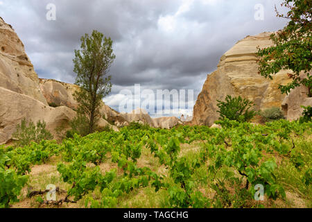 Jungen hellgrünen Blätter der Büsche wachsen gut umgeben von gelb-orange Felsen im Spring Valley von Kappadokien Stockfoto