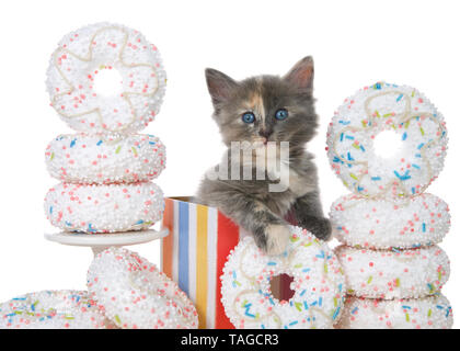 Adorable verdünnt schildpatt Katze sitzend in ein farbenfrohes Geburtstagsgeschenk, indem Sie die weißen sprengte Donuts umgeben. In der Nähe auf einem Donut Partei auf isolierte Stockfoto