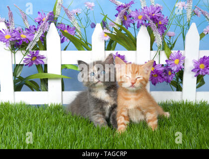 Zwei Kätzchen im grünen Gras Hinterhof sitzen vor der kleinen weißen Lattenzaun, Schildpatt, suchen, orange tabby Augen geschlossen. lila Blumen wachsen Stockfoto