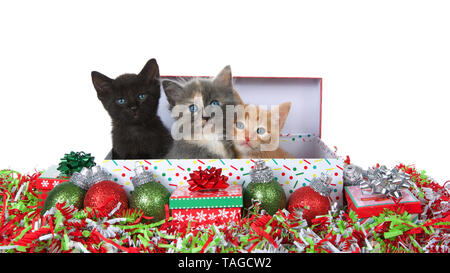 Drei niedliche Kätzchen in ein Weihnachtsgeschenk, von Schmuck, Geschenke und Konfetti mit einer lebendigen grünen Hintergrund umgeben, Sitzen, d Stockfoto