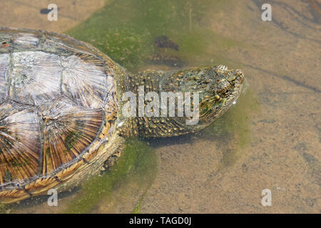 Gemeinsame Snapping Turtle (Chelydra serpentina) Stockfoto