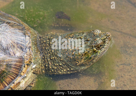 Gemeinsame Snapping Turtle (Chelydra serpentina) Stockfoto