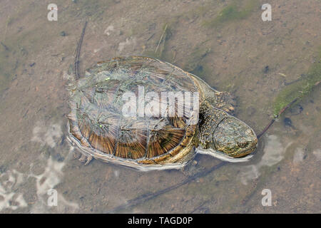 Gemeinsame Snapping Turtle (Chelydra serpentina) Stockfoto