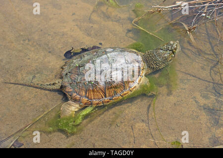 Gemeinsame Snapping Turtle (Chelydra serpentina) Stockfoto