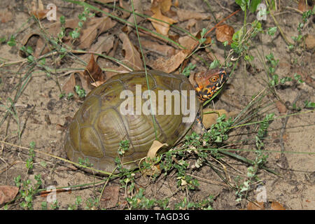 Drei-toed Box Turtle (Terrapene Carolina triunguis) Stockfoto