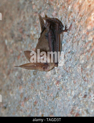 Townsend's Big-eared Bat (Corynorhinus townsendii) Stockfoto