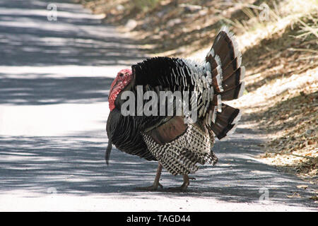 Männliche Thom wilder Truthahn (Meleagris gallopavo) Stockfoto