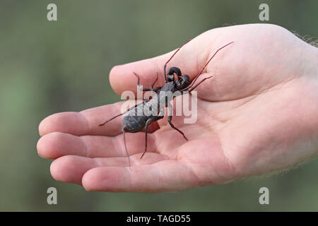 Riesige Vinegaroon oder riesige Peitsche Scorpion (Mastigoproctus giganteus giganteus) in der Hand Stockfoto