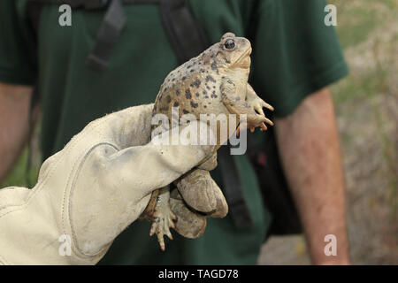 Western Kröte, Unterarten Kalifornien Kröte (Anaxyrus boreas halophilus) Stockfoto