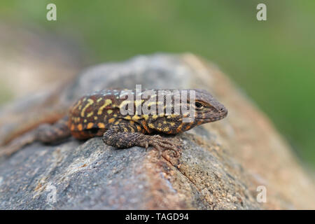 Gemeinsame Side-blotched Lizard (Uta stansburiana) Stockfoto