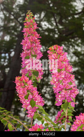 Spitzen der leuchtend rote Blüten von Bougainvillea von martie Hosen' gegen den Hintergrund der dunklen Laub, ein Winterhartes Stockfoto