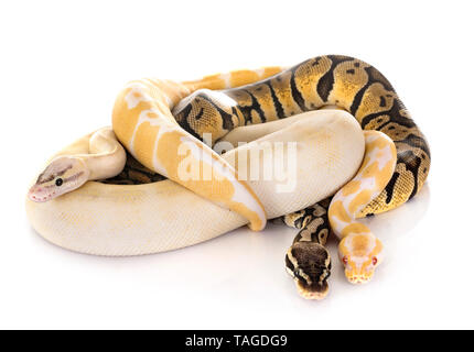 Ball pythons vor weißem Hintergrund Stockfoto