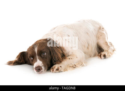 English Springer Spaniel vor weißem Hintergrund Stockfoto