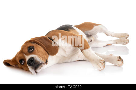 Junge beagle vor weißem Hintergrund Stockfoto
