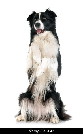 Border-Collie vor weißem Hintergrund Stockfoto