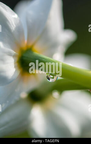 Narzissen Narzissen blured white flower auf Sonnenschein fotografiert von hinten. Regen fällt auf die grünen Stiel der Pflanze. Kunst Fotografie mit lebendigen Co Stockfoto