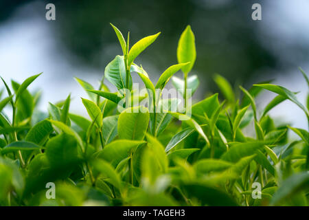 Teeblätter auf einer Plantage in die Sonnenstrahlen. Hintergrund natürlichen, grünen Pflanzen, Landschaft, Ökologie, frische Tapeten Konzept