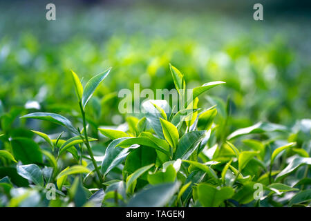 Teeblätter auf einer Plantage in die Sonnenstrahlen. Hintergrund natürlichen, grünen Pflanzen, Landschaft, Ökologie, frische Tapeten Konzept