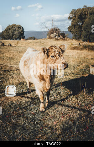 Highland Kuh in der grasartigen Paddock in den Snowy Mountains Region New South Wales Stockfoto