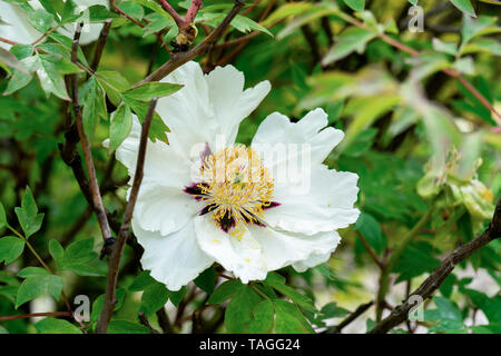 Extreme Makro Nahaufnahme eines weißen Pfingstrose (Paeonia rockii) zeigt viele Details wie Blütenstempel und Pollen Stockfoto