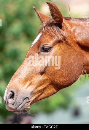 Close-up braun Leiter des Pferd in einem Park Stockfoto