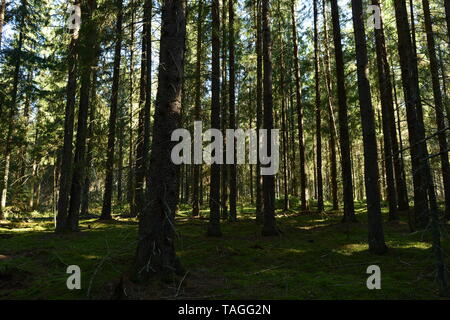 Majestätische Tanne Wald dunklen schlanken Stämme der Wurzeln fichte Rest auf grünem Moos mit den Schatten der Sonne abgedeckt Stockfoto