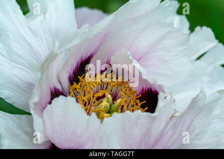 Extreme Makro Nahaufnahme eines weißen Pfingstrose (Paeonia rockii) zeigt viele Details wie Blütenstempel und Pollen Stockfoto
