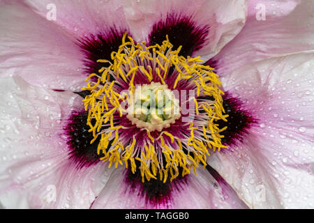 Extreme Makro Nahaufnahme eines weißen Pfingstrose (Paeonia rockii) zeigt viele Details wie Blütenstempel und Pollen Stockfoto