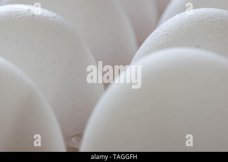 Haufen weiße Eier in einem transparenten Fach aus dem Supermarkt. Nahaufnahme. Stockfoto