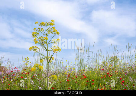 Wilder Frühling Blumen gegen den blauen Himmel. Von unten fotografiert. Stockfoto