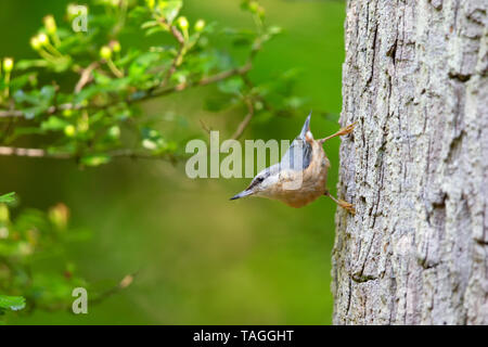 Eurasischen Kleiber (Sitta europaea) auf einem Baumstamm im Naturschutzgebiet Moenchbruch in der Nähe von Frankfurt, Deutschland sitzen. Stockfoto