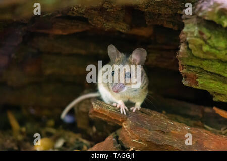 Holz Maus (APODEMUS SYLVATICUS) auf dem Waldboden im Naturschutzgebiet Moenchbruch in der Nähe von Frankfurt, Deutschland sitzen. Stockfoto