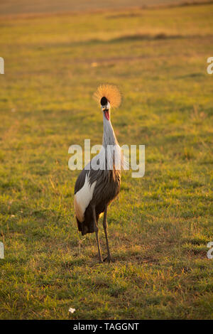 Porträt eines grauen Kranichs, Nationalvogel von Uganda, in der Masai Mara, Kenia Stockfoto