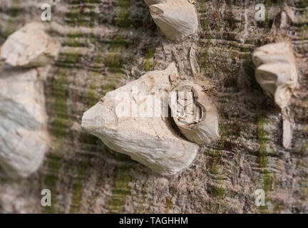 Close-up abstract Detail der große Kofferraum auf Silk floss tree Ceiba speciosa mit spitzen Dornen und Rinde Stockfoto