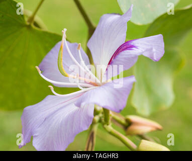 Close-up Detail einer Lilac Purple orchid Tree bauhinia Blume mit Blütenblättern und Stigmatisierung in Garten Stockfoto