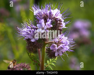 Lacy (Phacelia tanacetifolia Phacelia Blume) im Sommergarten Stockfoto