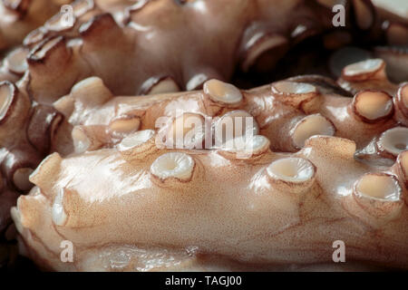 Frische octopus Tentakel bereit für Close up Kochen Stockfoto