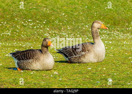 In der Nähe von ein paar Graugänse (Familie Entenvögel), sitzend auf dem Gras. Stockfoto