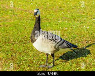 Nahaufnahme einer Weißwangengans (Branta leucopsis), stehend auf dem Gras. Stockfoto