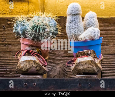 Montepulciano 2019. Paar verwendet und farbige Schuhe mit Kakteen im Inneren. April 2019 in Montepulciano. Stockfoto