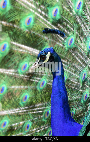 Nahaufnahme, Porträt eines Pfau (Pavo cristatus) ein aufspleissen der Schwanzfedern Stockfoto