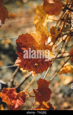 Orange Weinberg Blatt an Courabyra Weine, Tumbarumba NSW Stockfoto