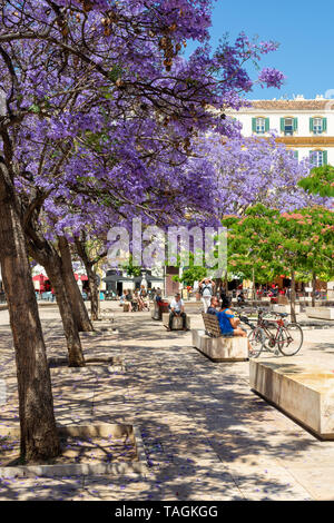 Lila Blüten von Jacaranda-bäume, die Plaza de la Merced, Malaga, Andalusien, Spanien Stockfoto