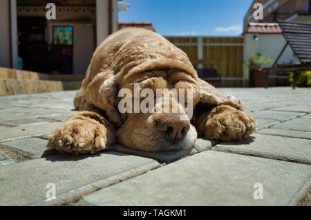 Der Hund liegt, sich auszuruhen. Rasse Cocker Spaniel, goldene Farbe Stockfoto