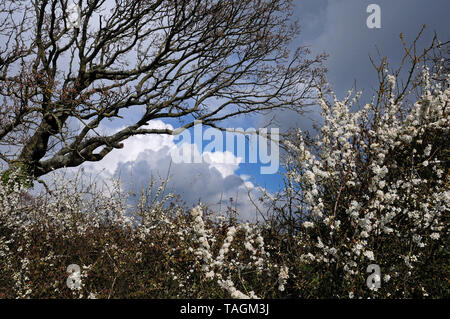 Cumulo Nimbus Wolken bilden im Frühjahr. Eichenlaub im Entstehen. In der Blüte Blackthorn. Stockfoto