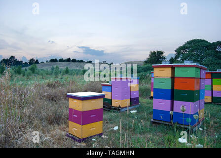 Schöne und bunte Bienenstöcke in einem Farmer Field Stockfoto