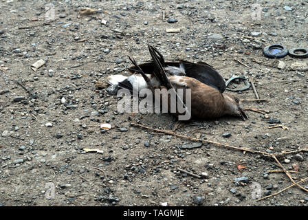 Vögel, die auf der Seite der Straße starb durch einen Autounfall verursacht Stockfoto