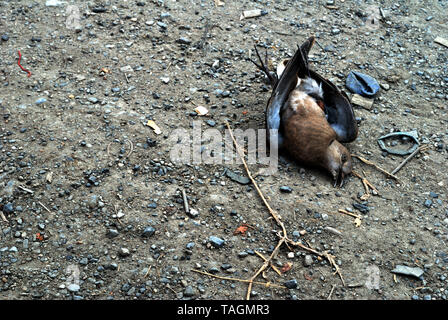 Vögel, die auf der Seite der Straße starb durch einen Autounfall verursacht Stockfoto