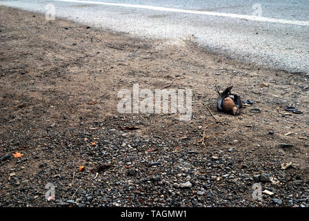 Vögel, die auf der Seite der Straße starb durch einen Autounfall verursacht Stockfoto